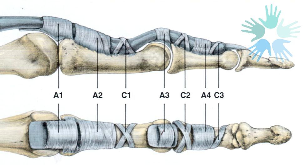Dr.-Sánchez-Angulo---TENOSINOVITIS-ESTENOSANTE